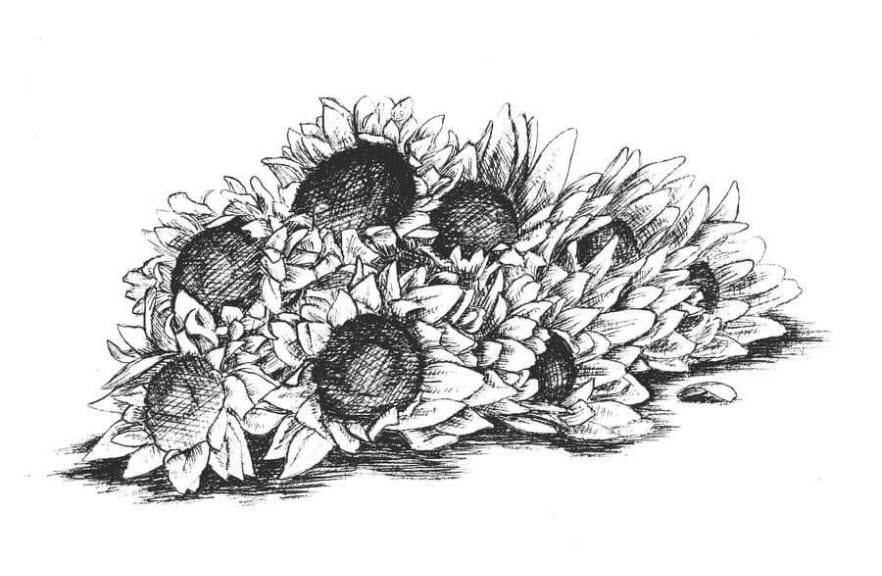 Vẽ hoa hướng dương bằng bút chì