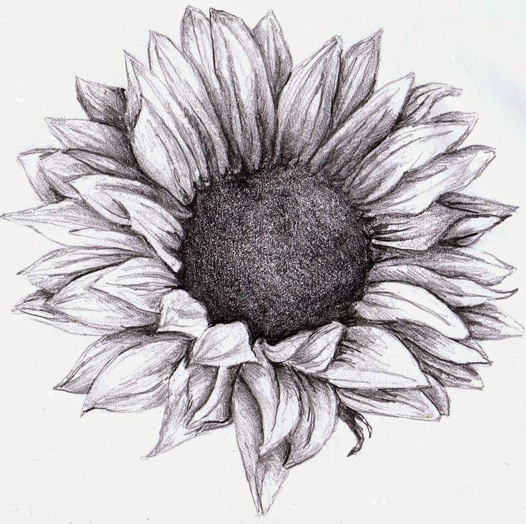 Vẽ hoa hướng dương bằng bút chì đơn giản