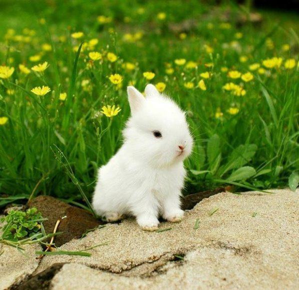 Tranh tô màu con thỏ đẹp dễ thương nhất cho các bé yêu