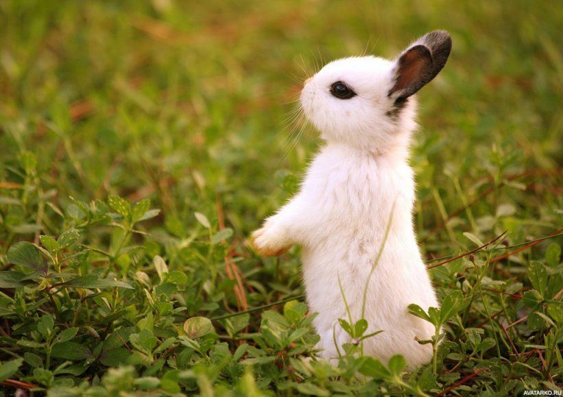 Tìm hiểu 102 hình con thỏ mới nhất  Tin Học Vui
