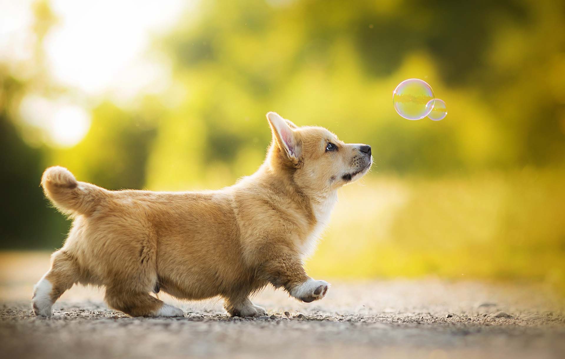 500 Corgi  hình ảnh chó corgi đẹp nhất  Pixabay