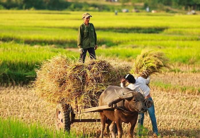 Ảnh đẹp về làng quê Việt Nam