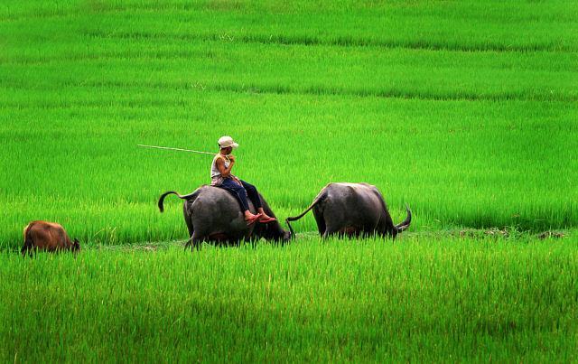 Hình ảnh làng quê Việt Nam đẹp