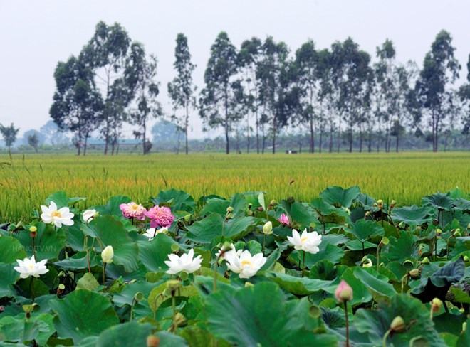 Hình ảnh làng sen đẹp