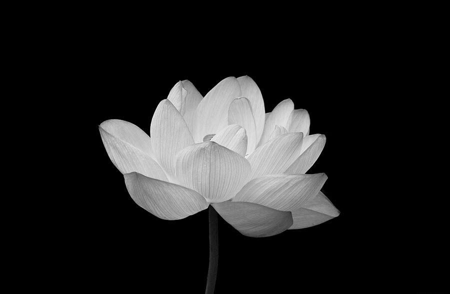 Hoa Sen trắng là một loài hoa thiêng liêng và được coi là biểu tượng của tình yêu thương và sự thanh tao. Hãy ngắm nhìn những bức ảnh đẹp của hoa Sen trắng để tìm hiểu thêm về giá trị và ý nghĩa của nó.