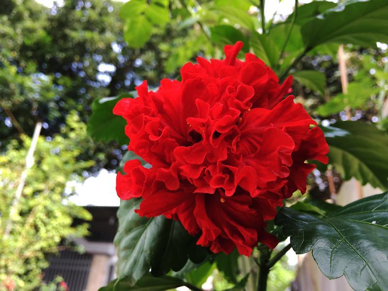 Hoa dâm bụt hai cánh màu đỏ
