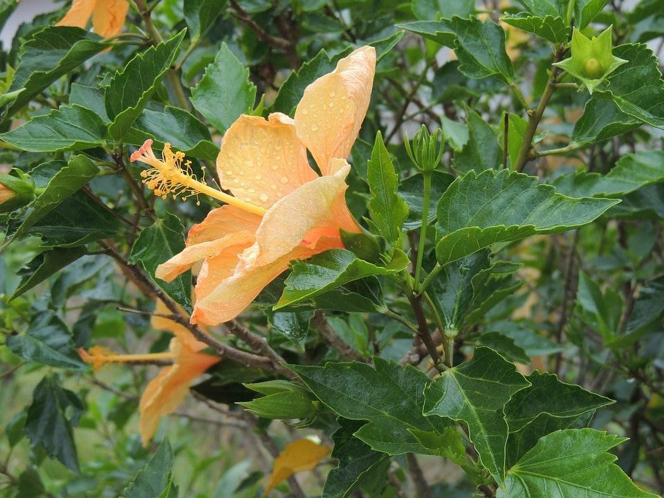 Ảnh hoa dâm bụt màu cam