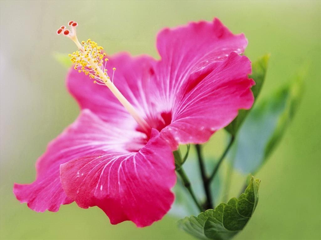Hình ảnh hoa dâm bụt màu hồng đẹp dịu dàng