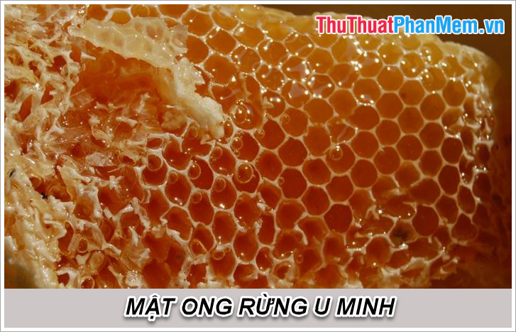 Mật ong rừng U Minh