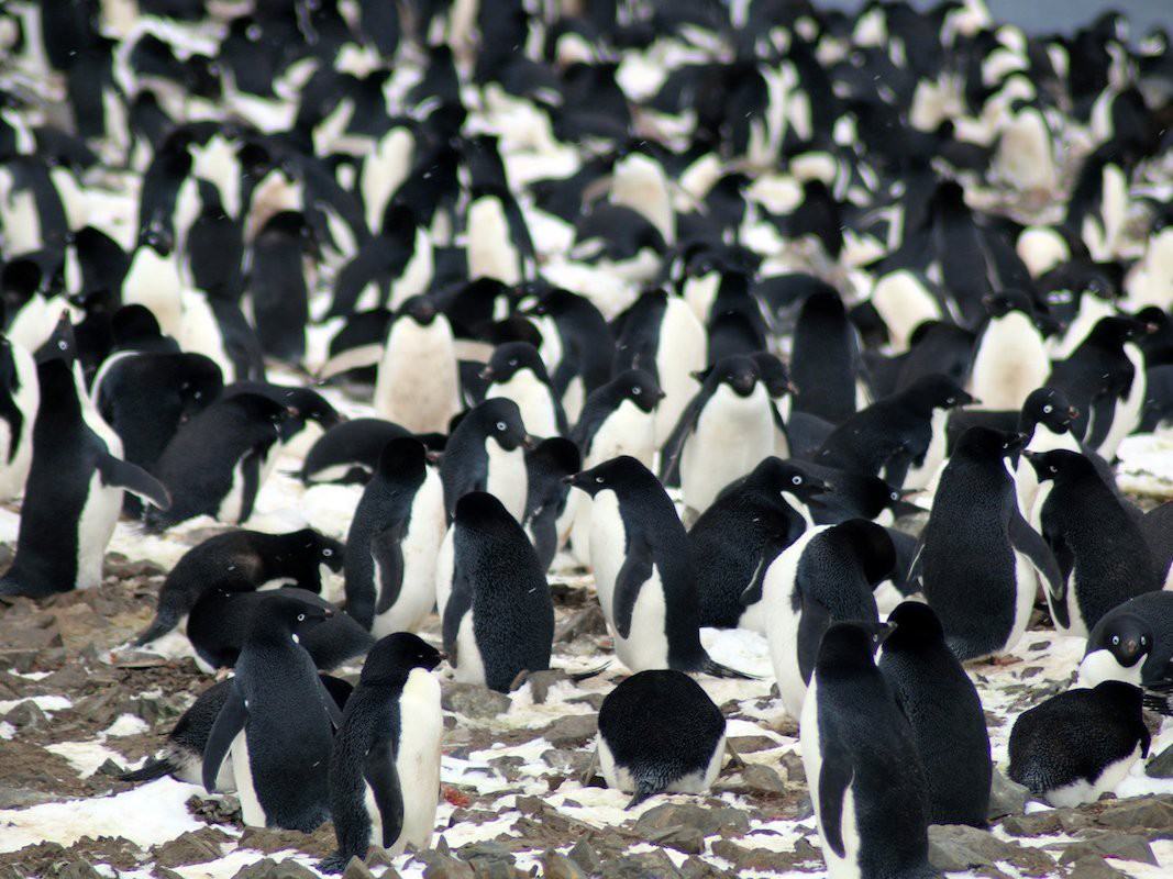 Có hàng ngàn con chim cánh cụt