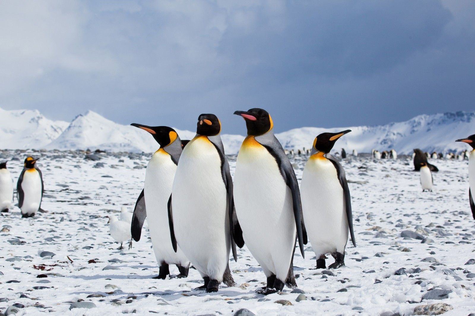 Bốn chú chim cánh cụt sải bước trên phố