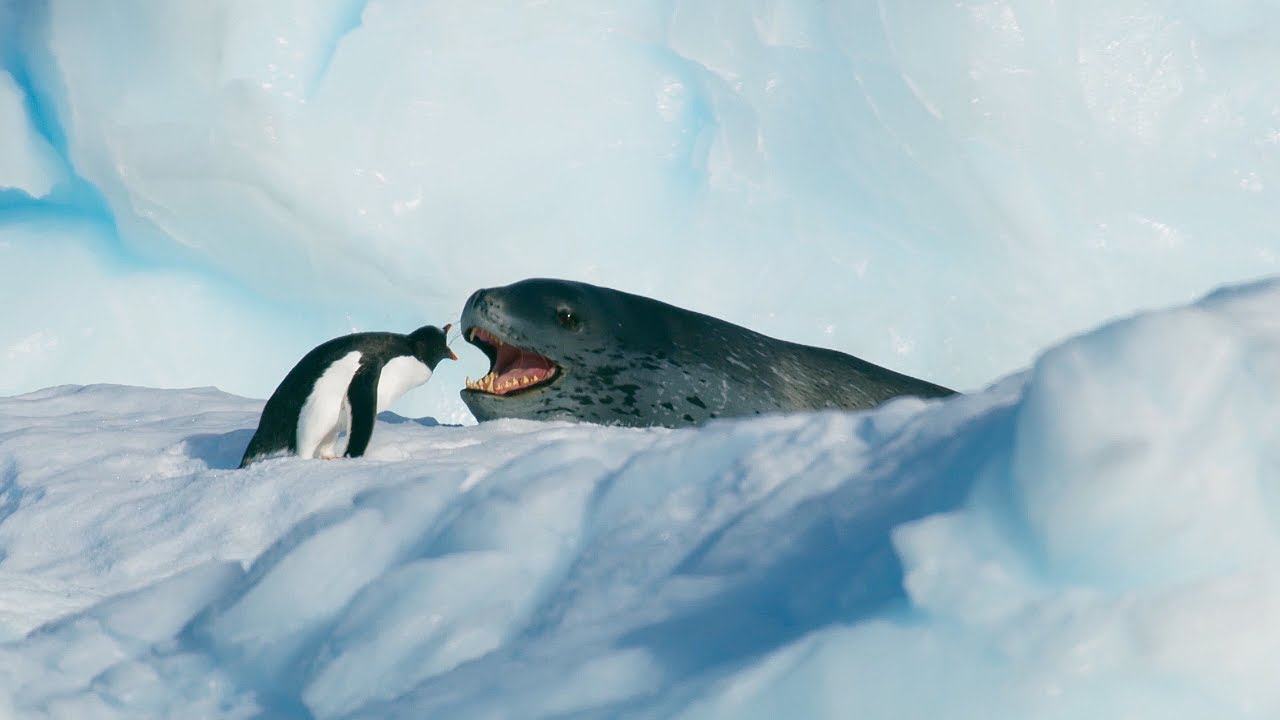 Chim cánh cụt cãi nhau với sư tử biển