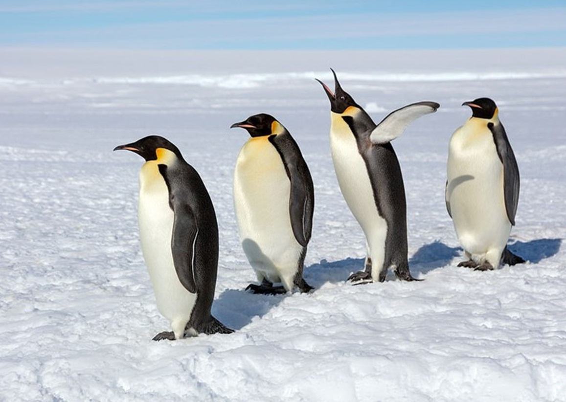 Bốn con chim cánh cụt hoàng đế đứng trong tuyết