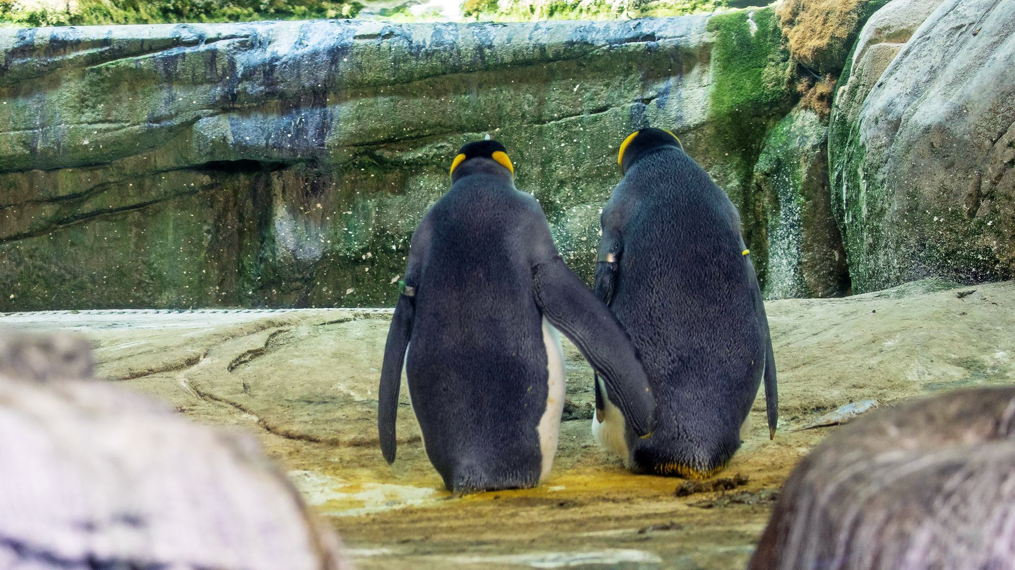Đôi chim cánh cụt trong sở thú