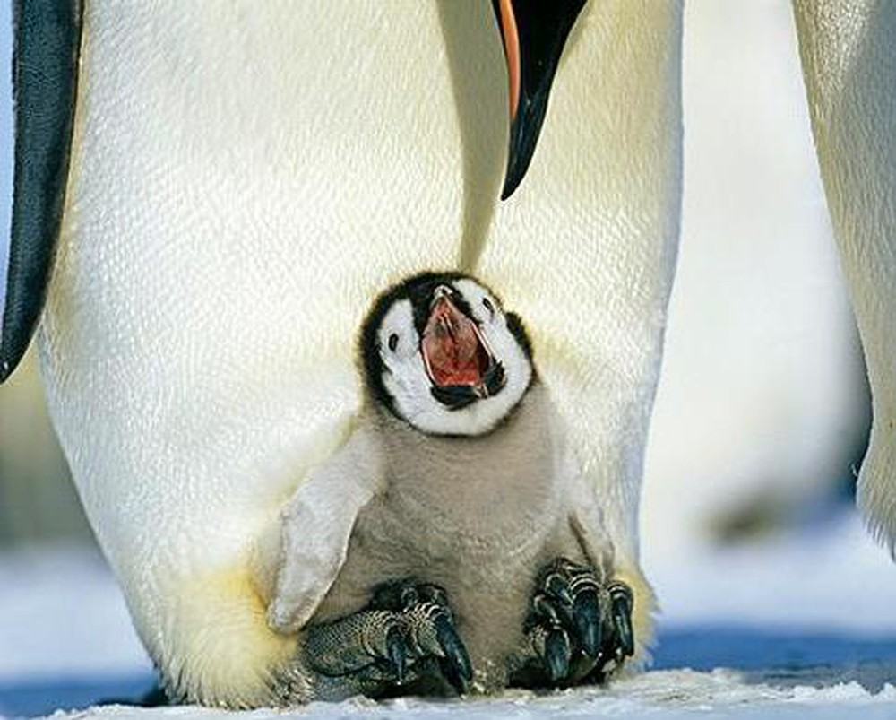 Chim cánh cụt con há miệng ăn