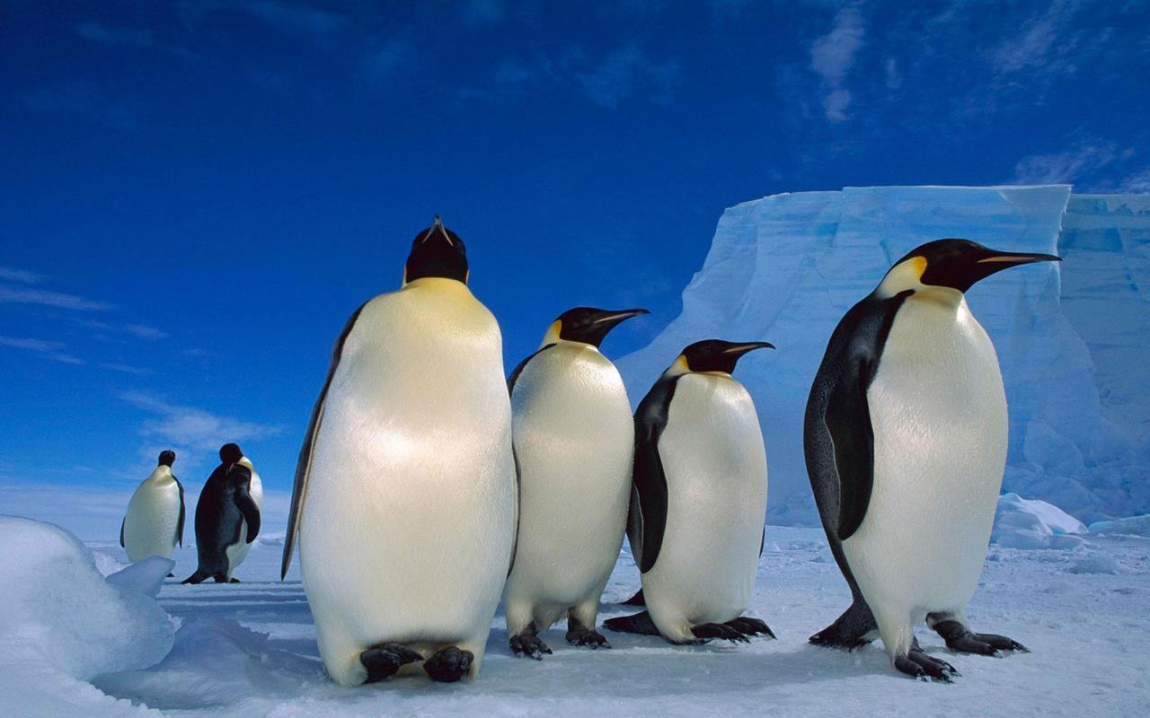 Chim cánh cụt trong nhóm đứng cùng nhau