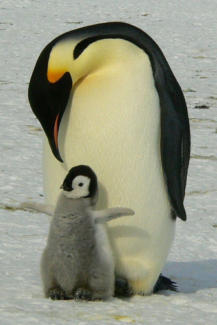 Chim cánh cụt chăm sóc em bé