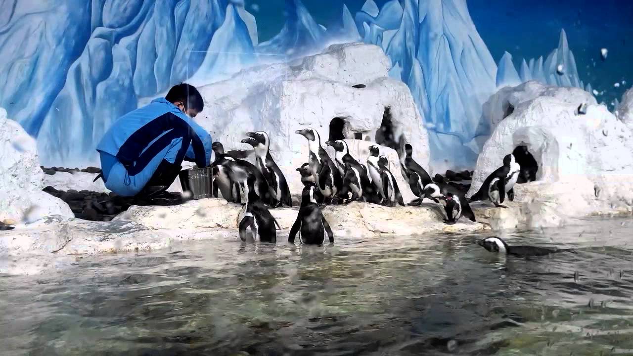 Chim cánh cụt ở thủy cung