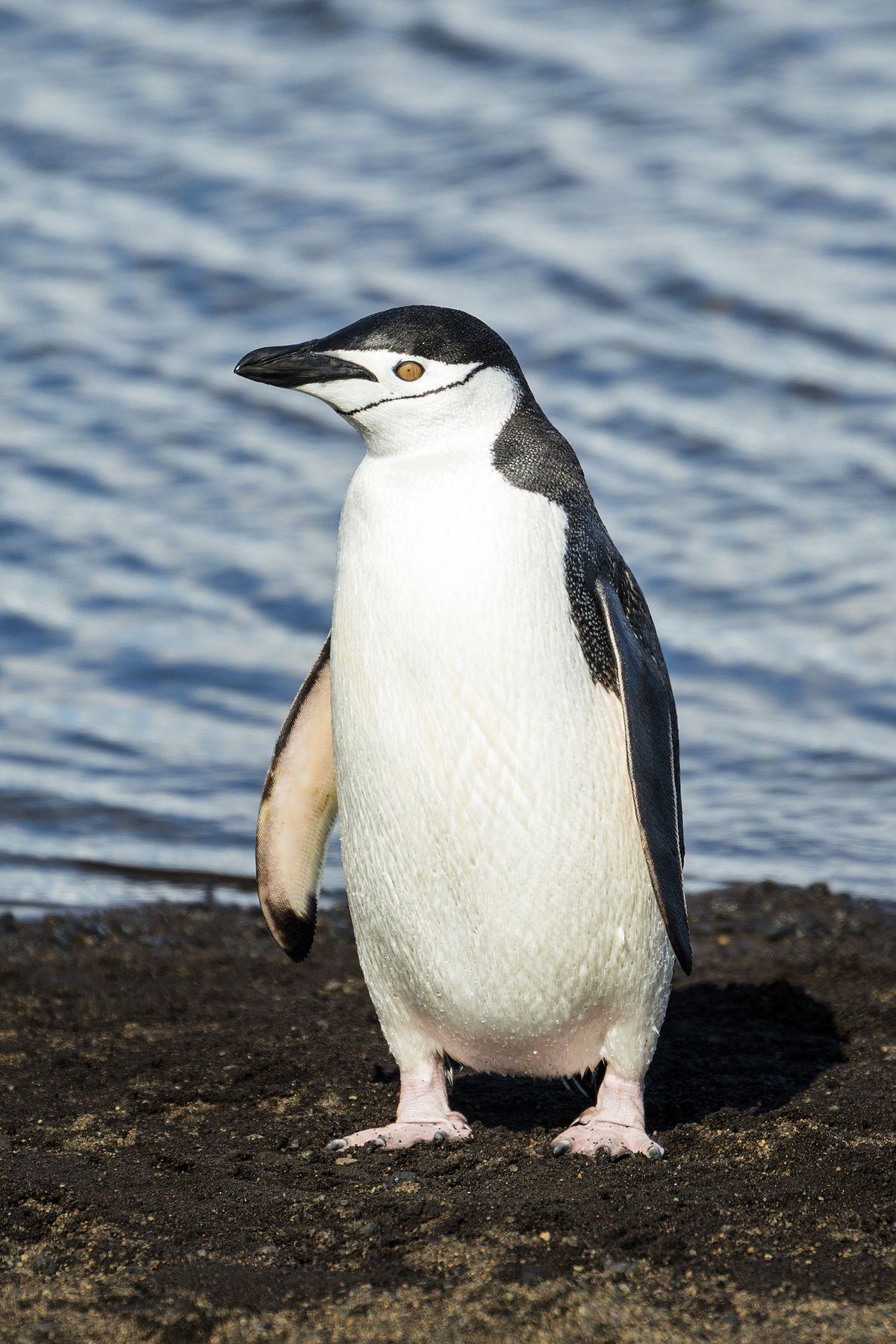 Chim cánh cụt đứng trên mặt đất với khuôn mặt ngu ngốc
