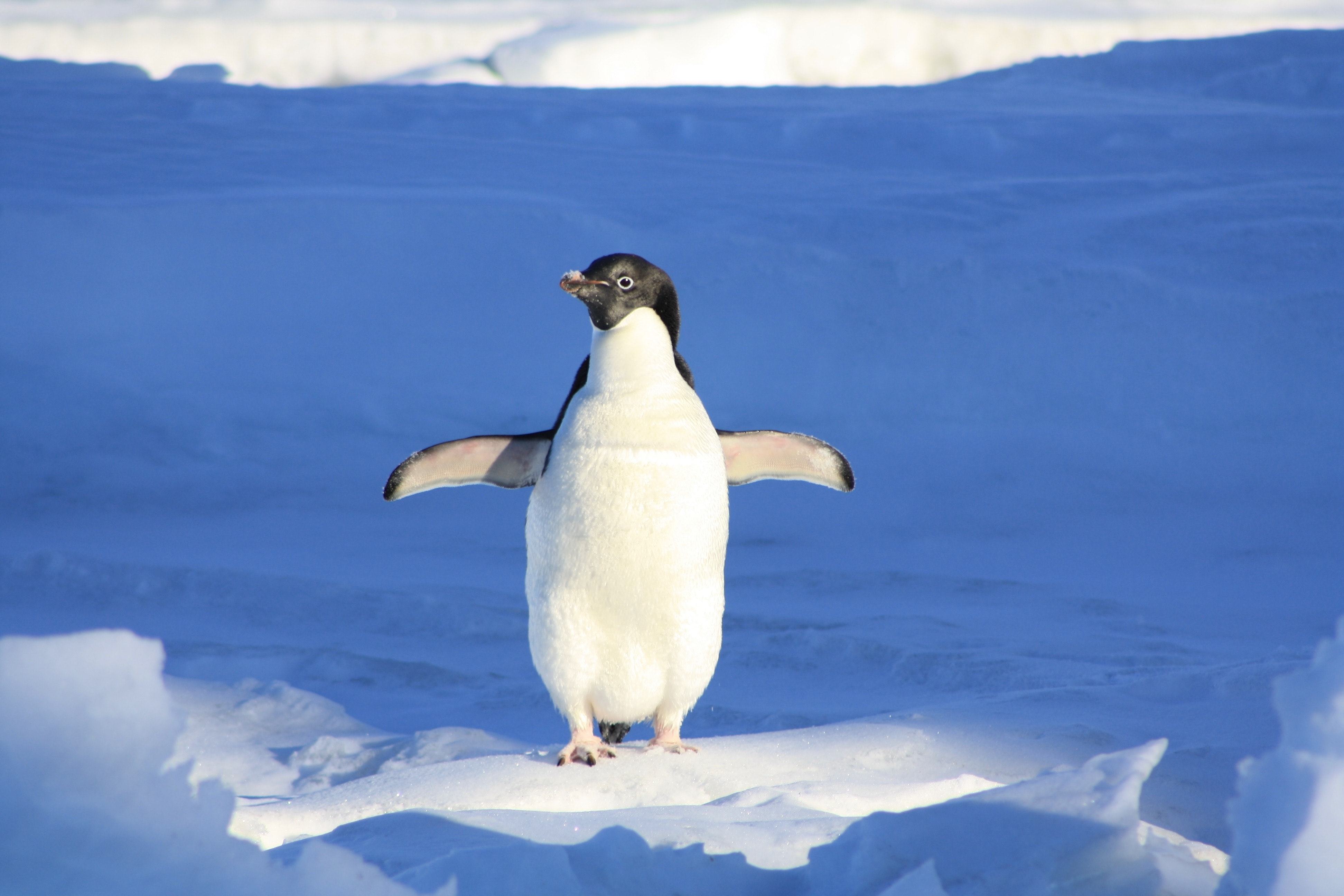 Chú chim cánh cụt con dang rộng đôi cánh thật đáng yêu