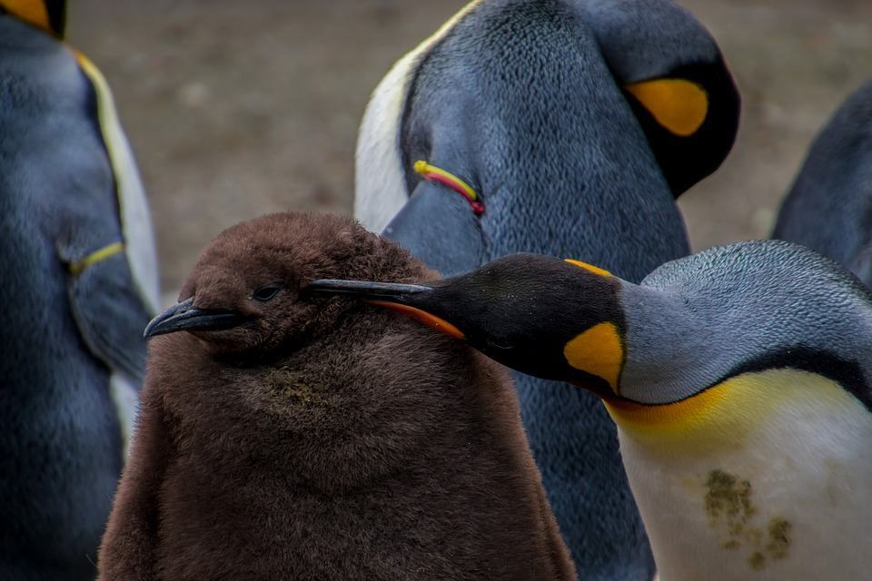 Chim cánh cụt có màu lông khác nhau