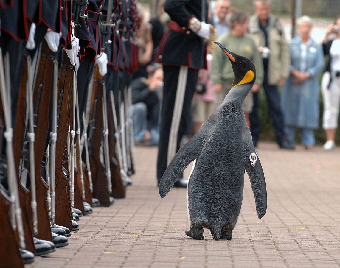Chú chim cánh cụt được phong tước hiệp sĩ Nils Olav