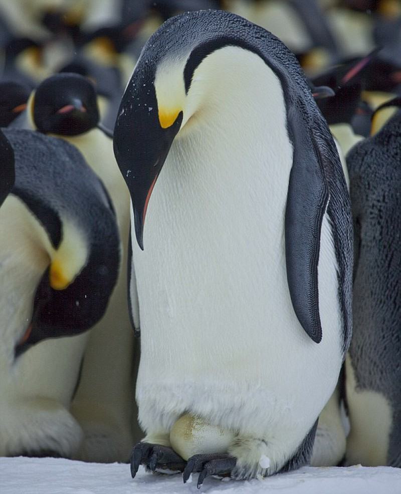 Chim cánh cụt hoàng đế ấp trứng