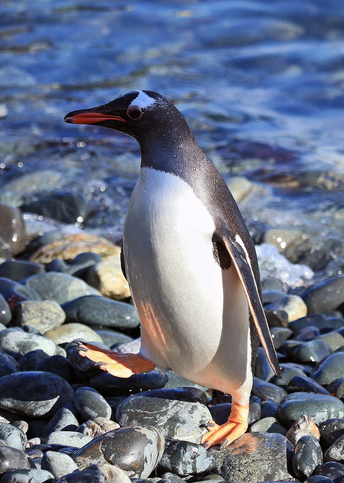 Chim cánh cụt Gentoo