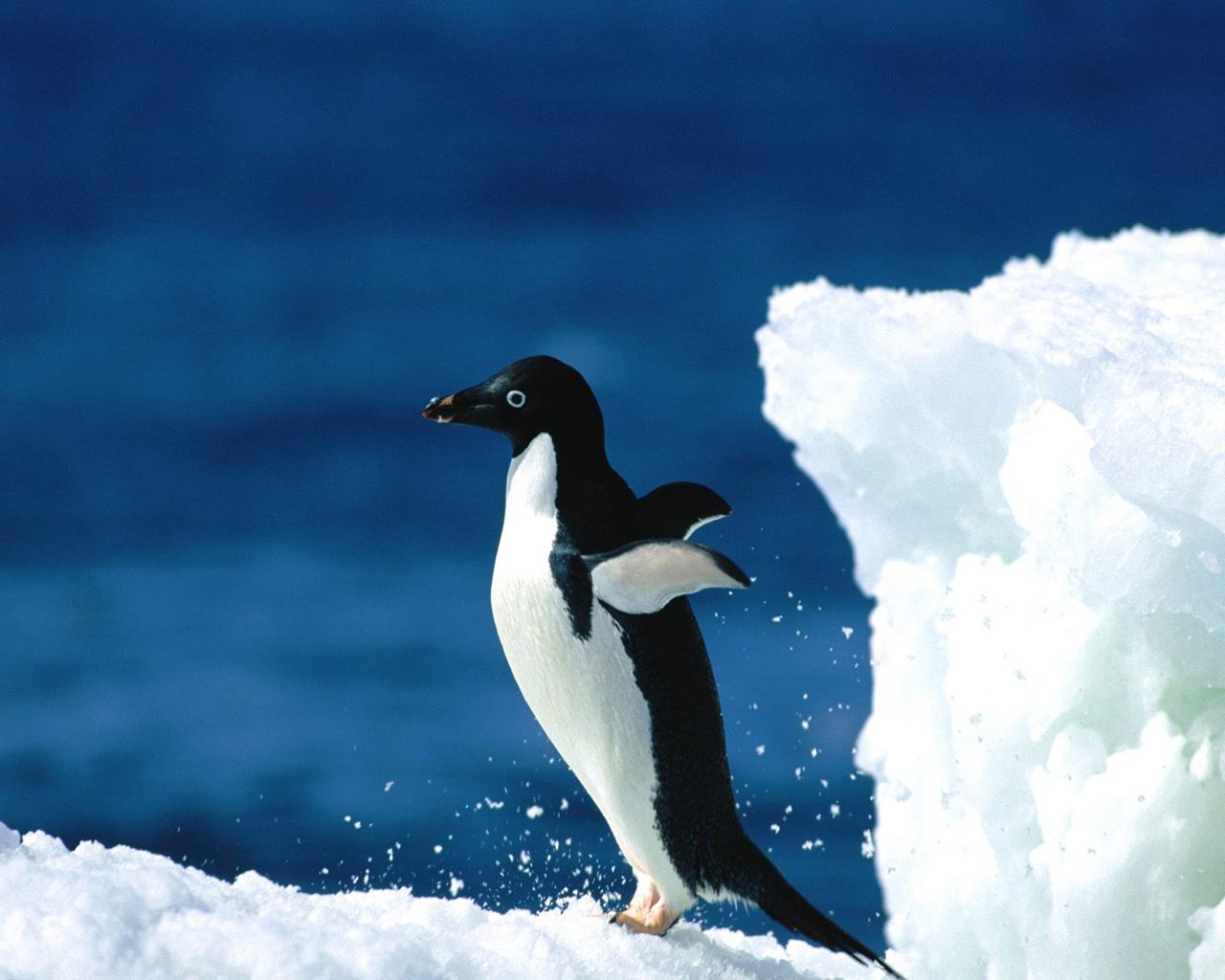 Chú chim cánh cụt xinh đẹp dang rộng đôi cánh