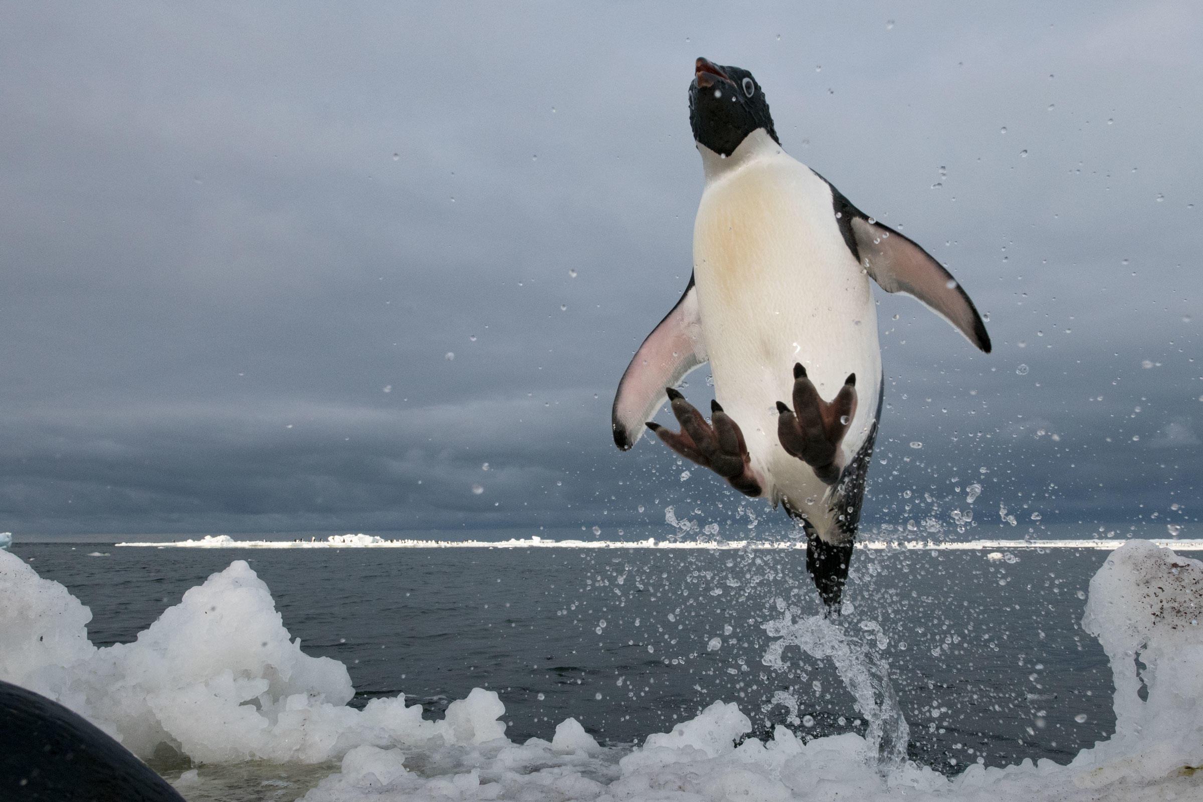 Chim cánh cụt nhảy ra khỏi nước