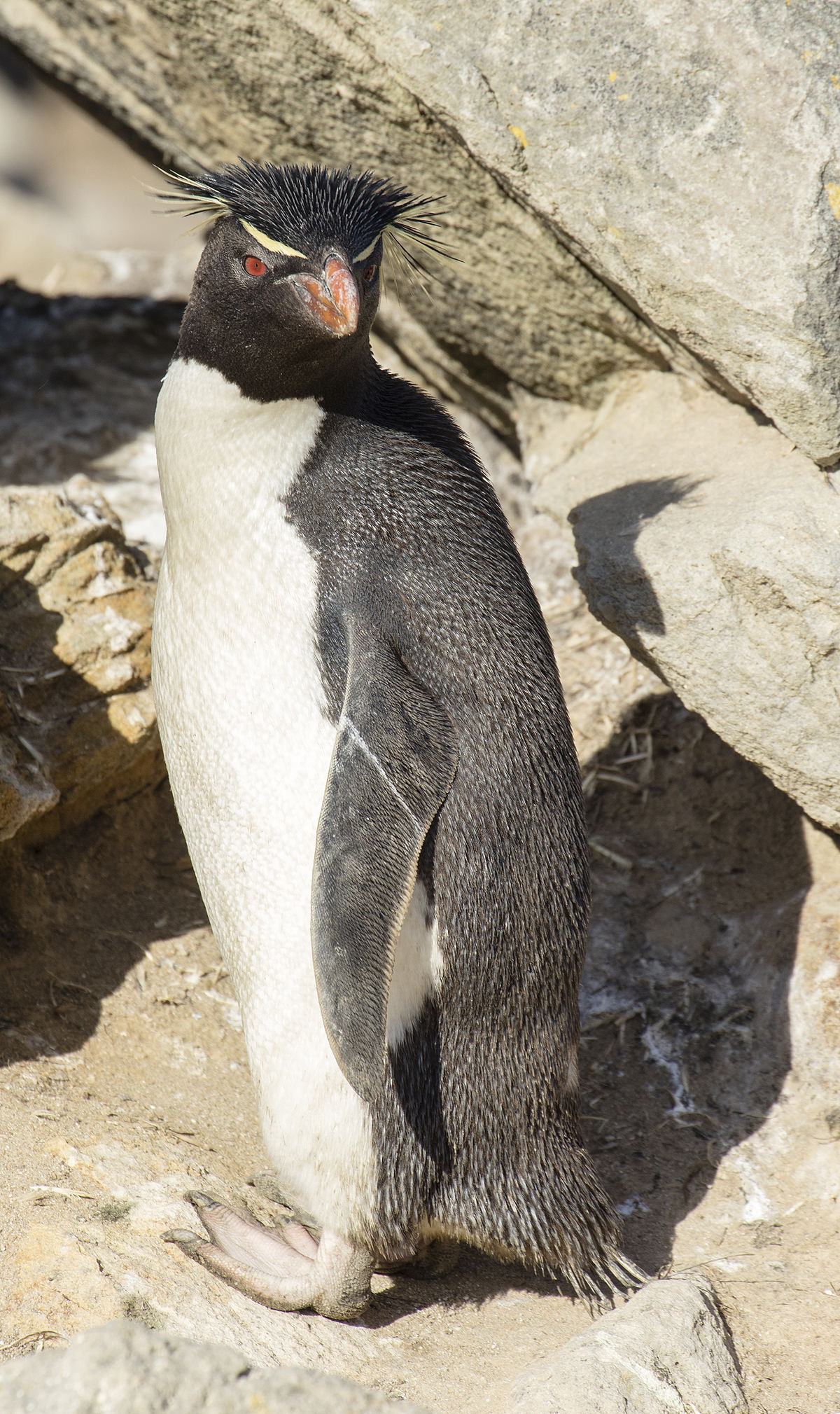 Chim cánh cụt mắt đỏ Rockhopper