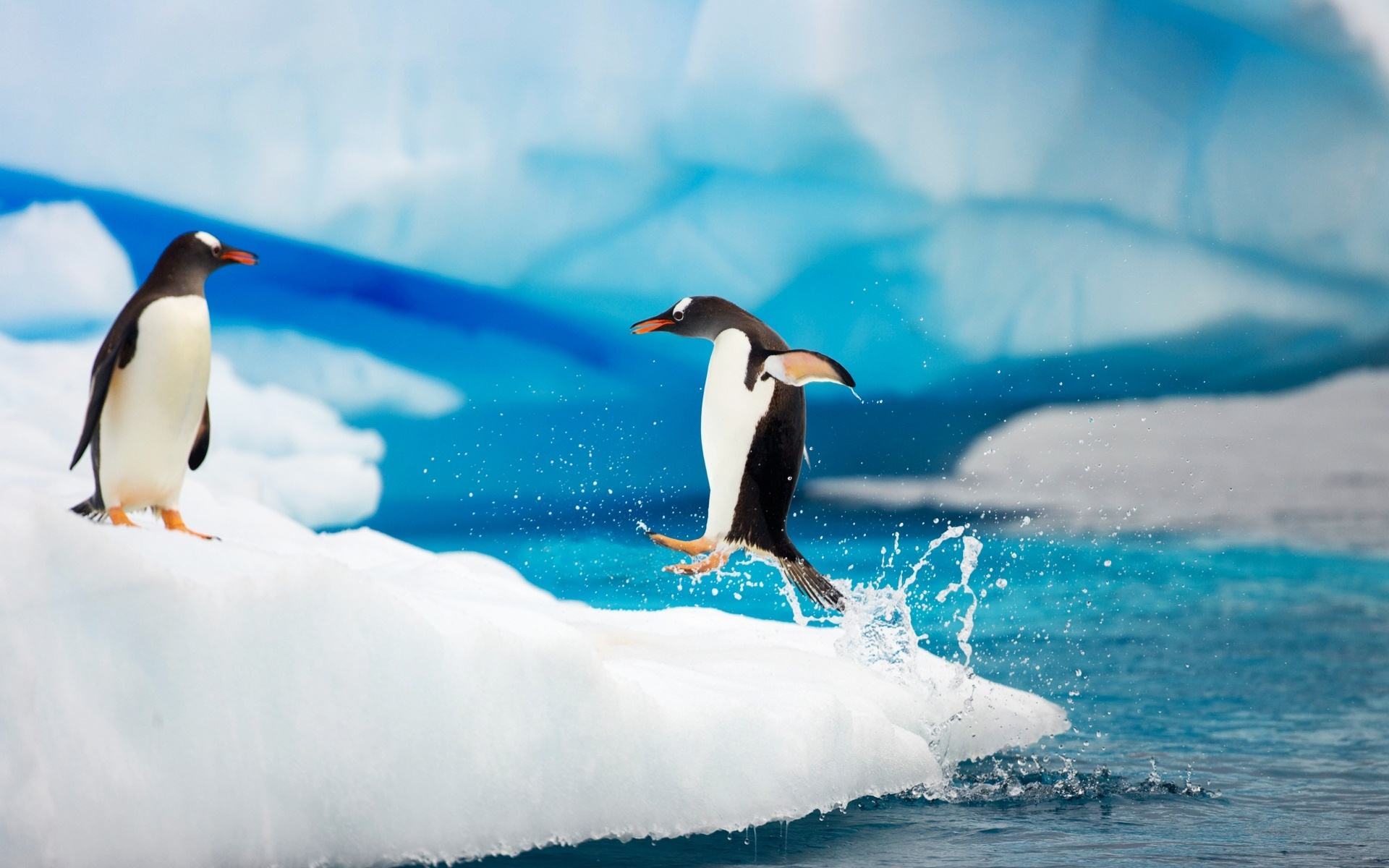 Con chim cánh cụt nhảy từ dưới nước lên bờ