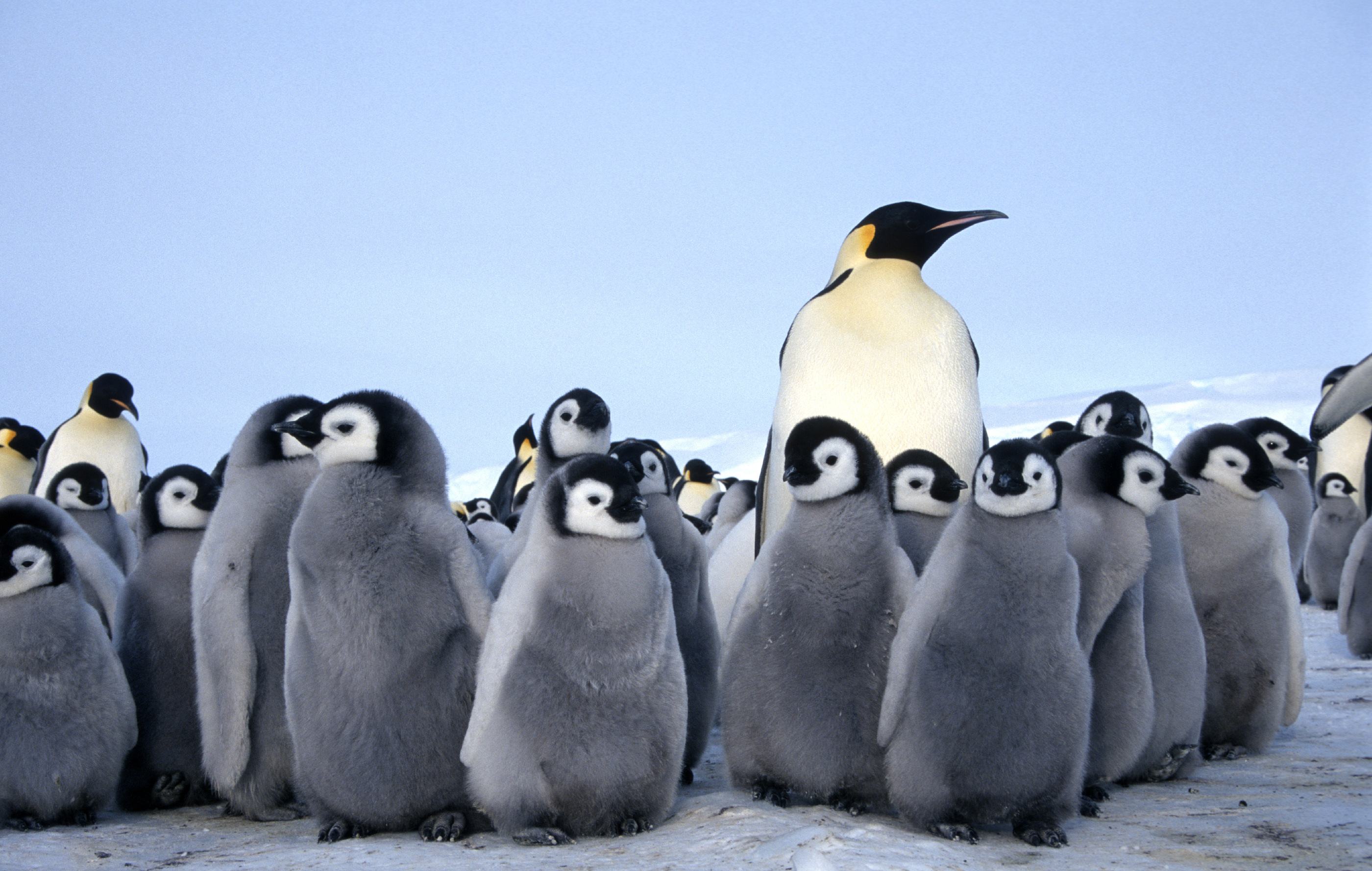 Chim cánh cụt hoàng đế với đàn con của chúng thật dễ thương