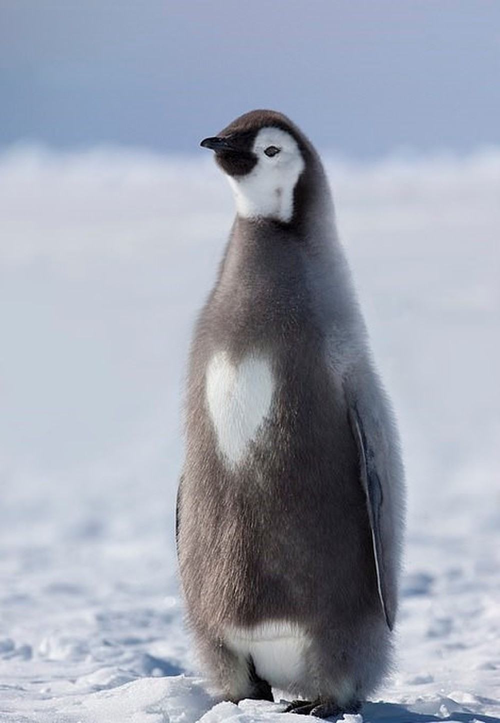 Hình ảnh chú chim cánh cụt con đang nhìn vào thứ gì đó