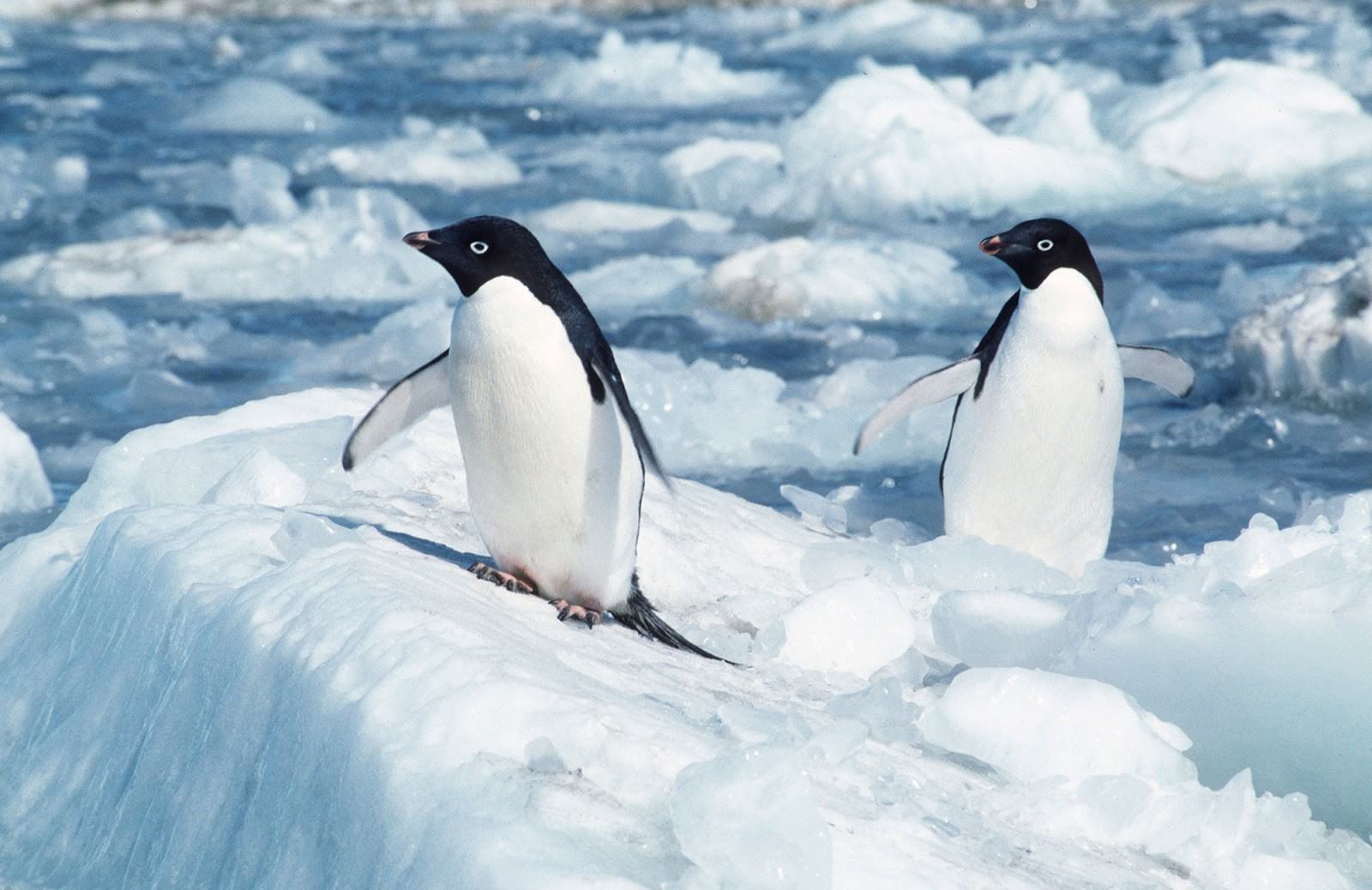 Hai chú chim cánh cụt con đang đứng trên băng