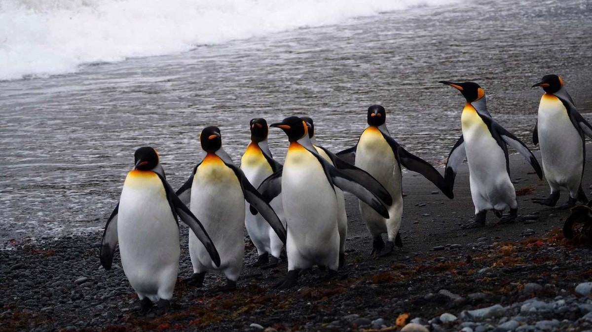 Đàn chim cánh cụt rượt đuổi nhau