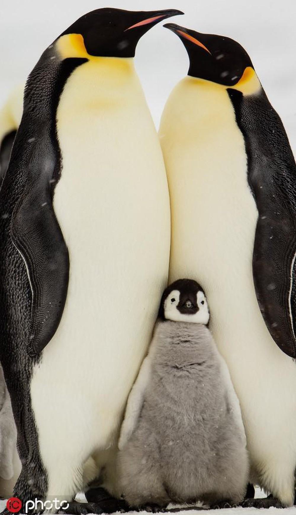 Gia đình chim cánh cụt nương tựa vào nhau để sưởi ấm