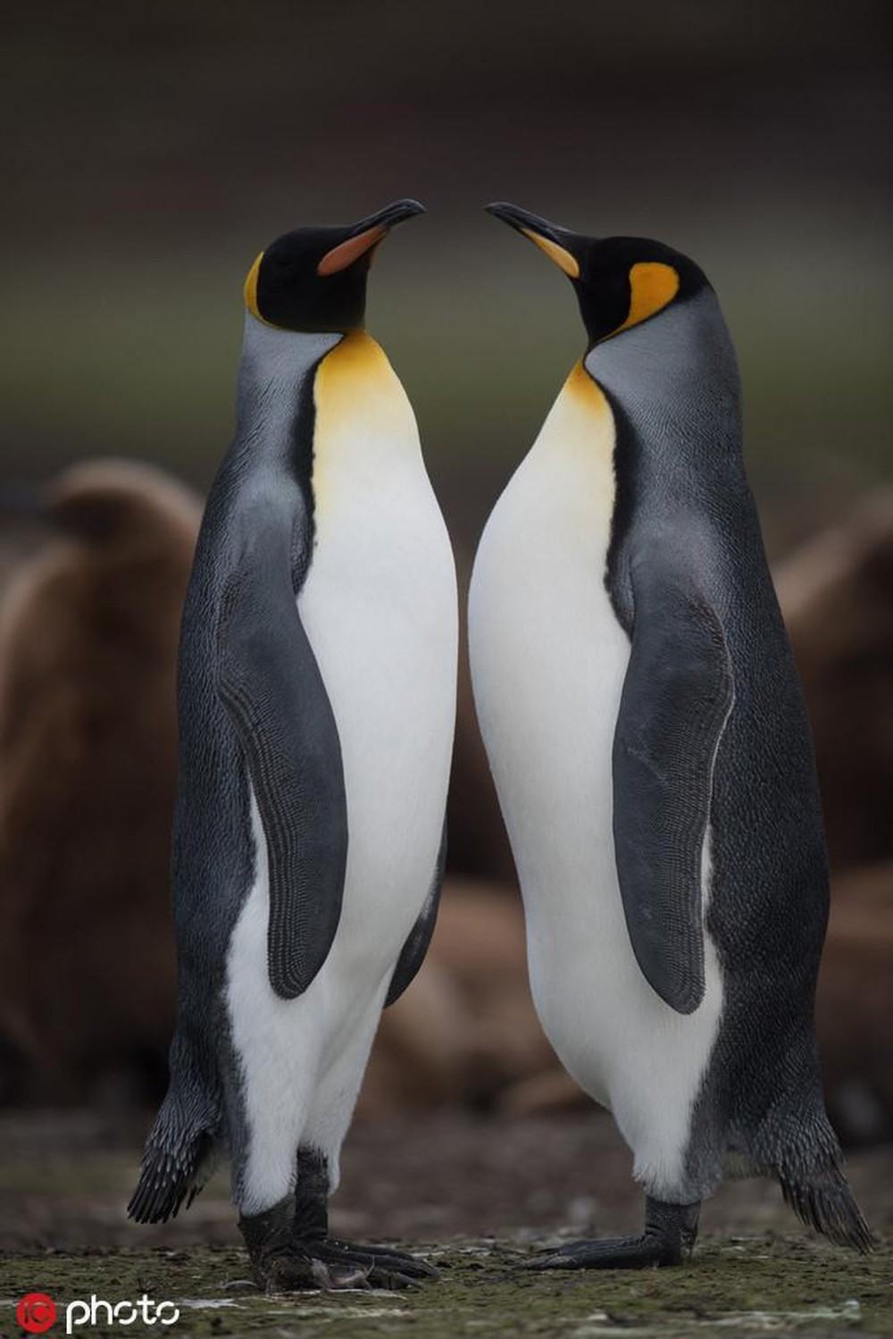 Hai chú chim cánh cụt đứng cao