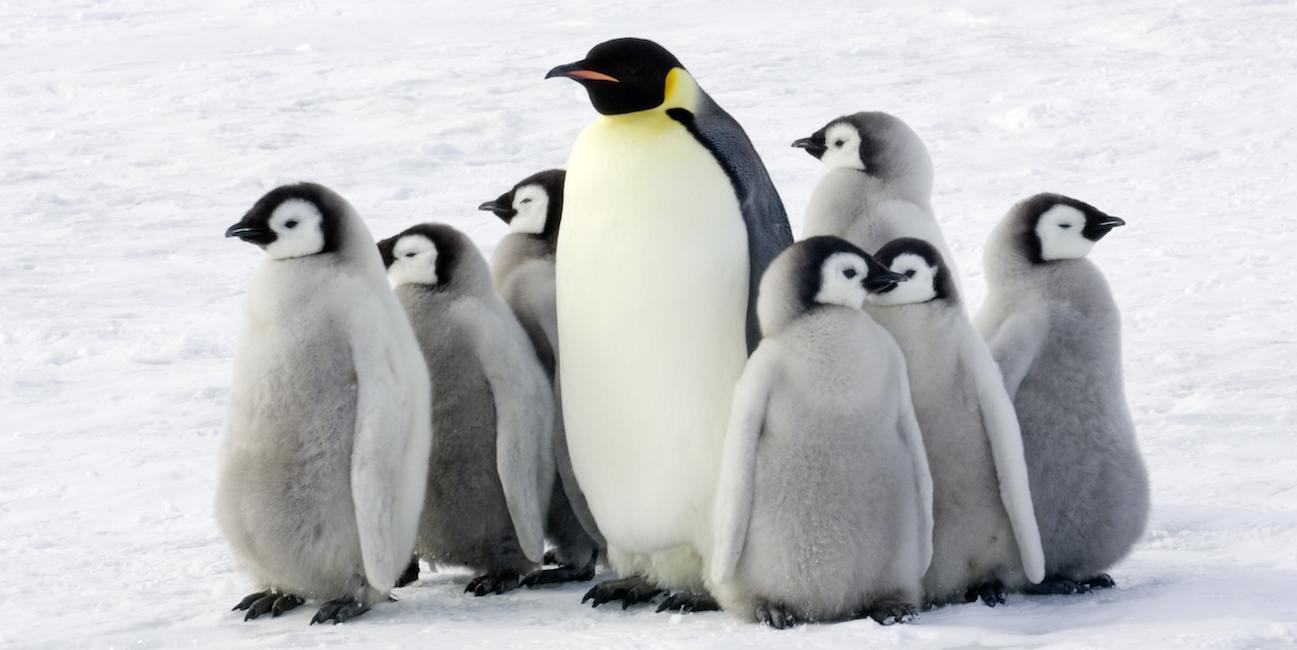 Gia đình chim cánh cụt đứng bên nhau