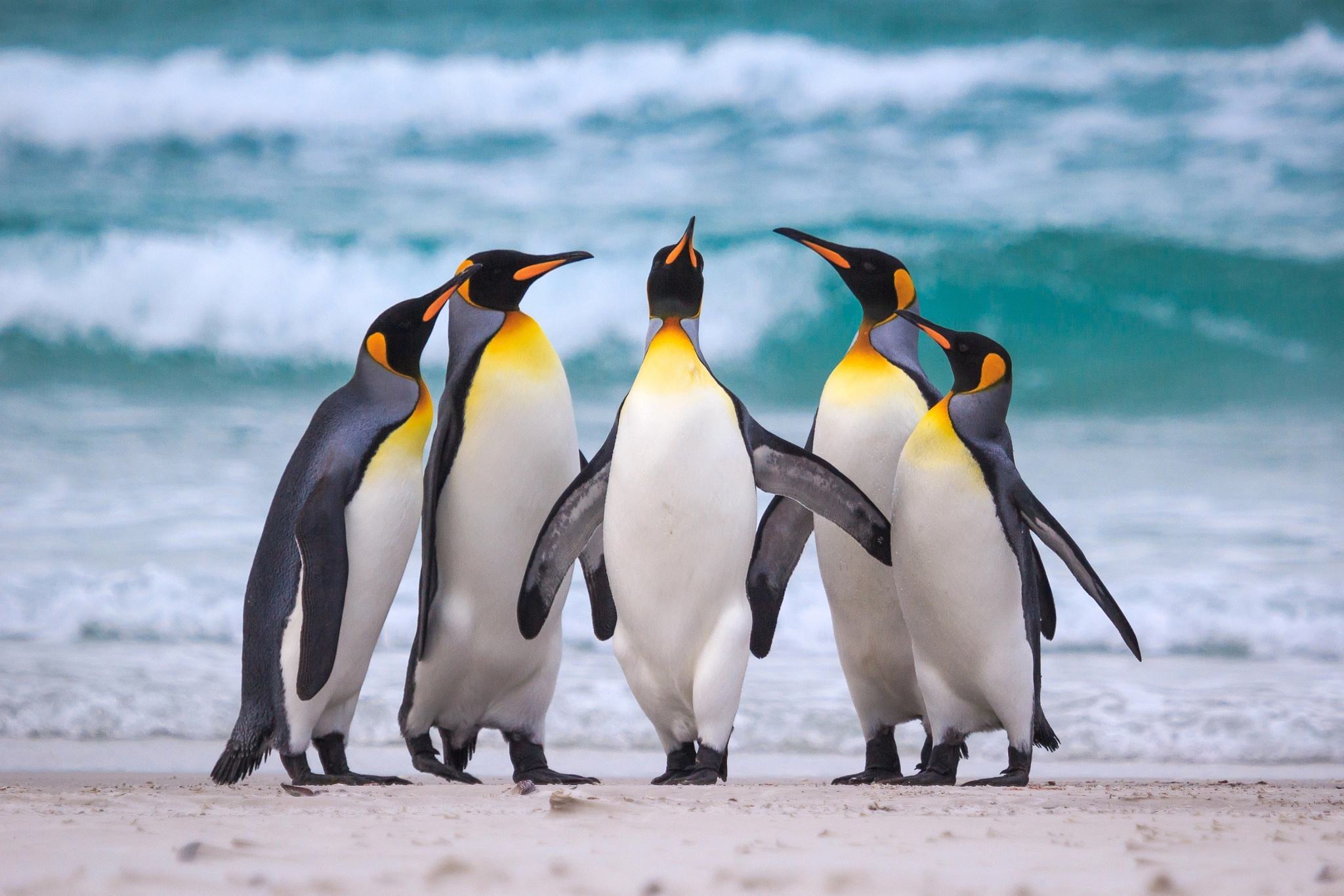 Năm chú chim cánh cụt hoàng đế tuyệt vời