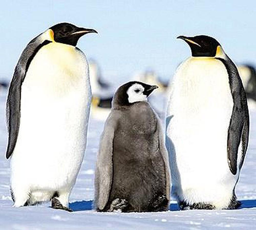 Một gia đình ba chú chim cánh cụt, cha mẹ và con cái