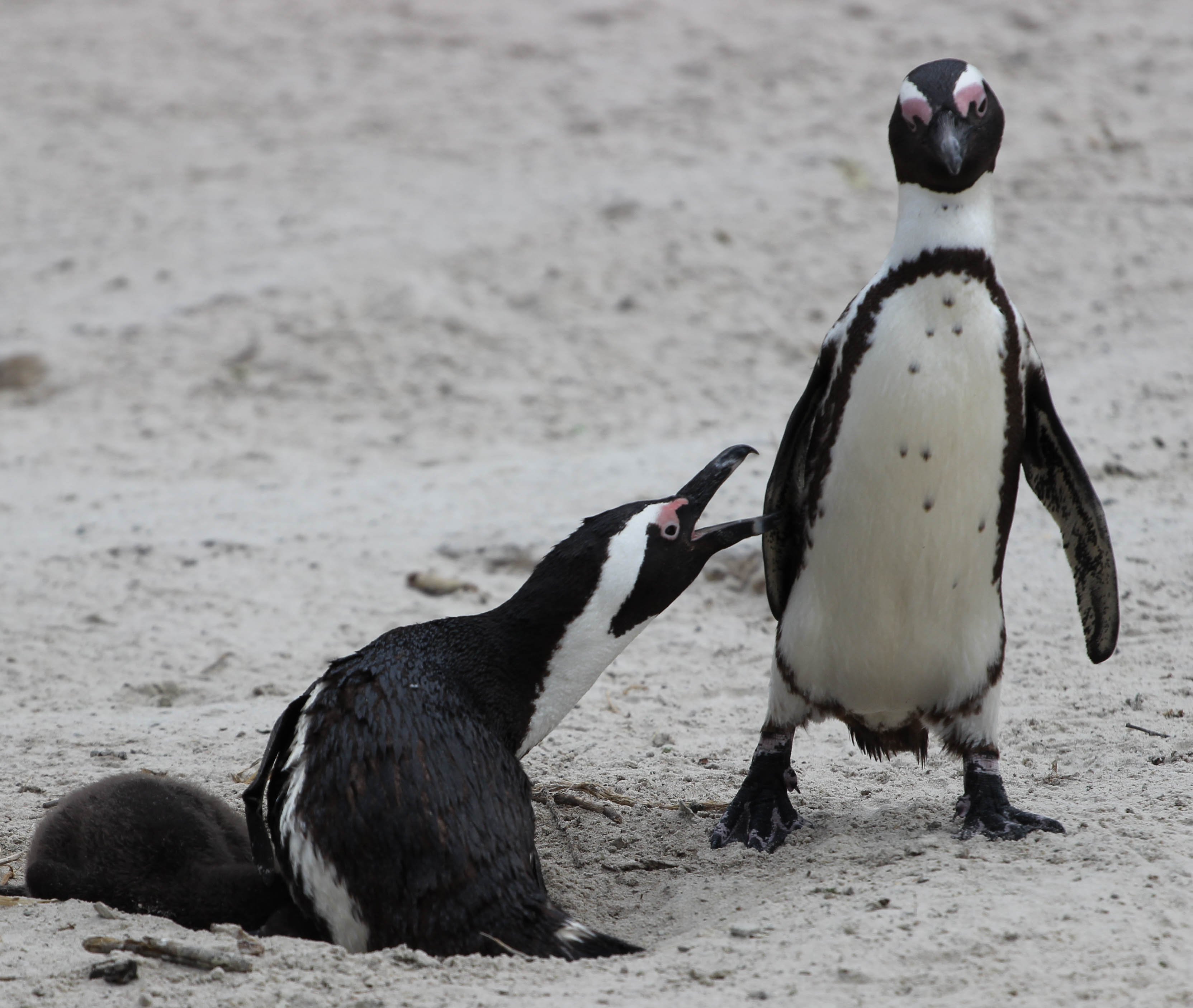 Những chú chim cánh cụt đang la hét với nhau