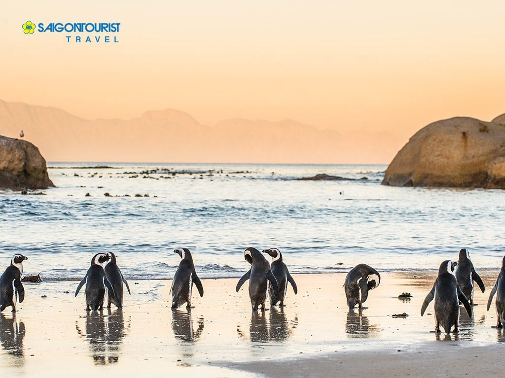 chim cánh cụt Nam Phi trên bãi biển