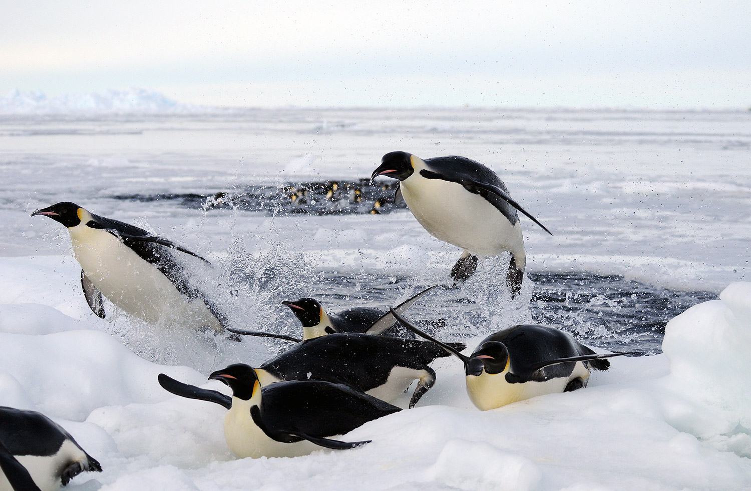 Chim cánh cụt nhảy ra khỏi nước