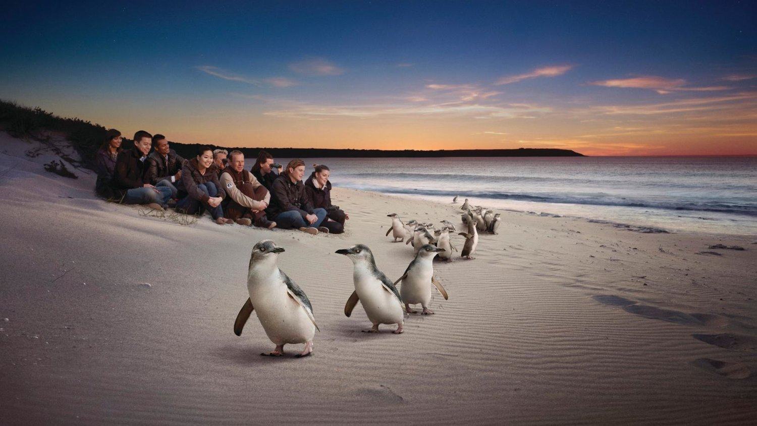 Một đàn chim cánh cụt Úc đi dạo cùng nhau