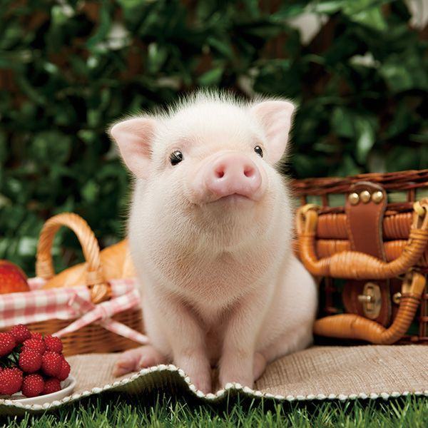 Hình ảnh chú lợn dễ thương