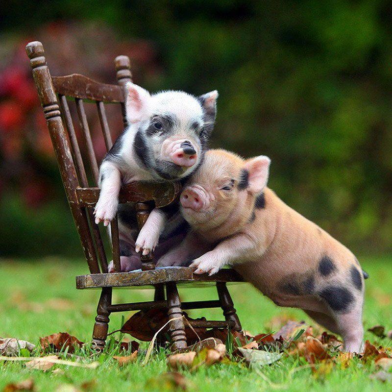 Hình ảnh dễ thương của lợn