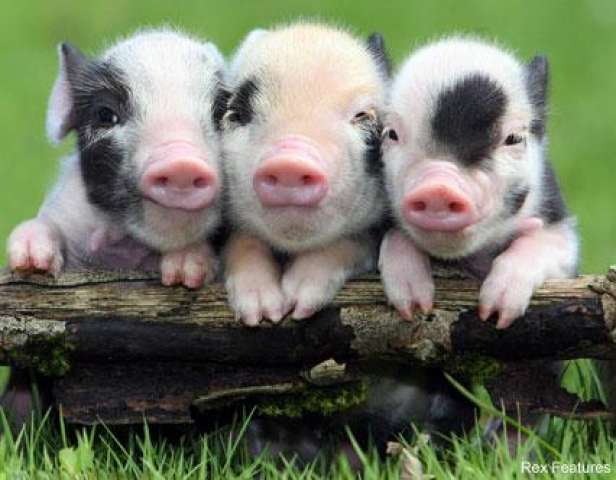 Hình ảnh những chú lợn dễ thương