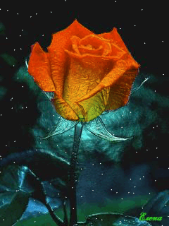 Hoạt hình hoa hồng đẹp