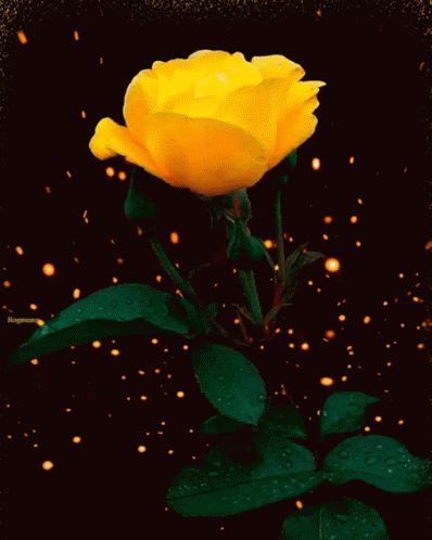 Hoạt hình hoa hồng vàng đẹp